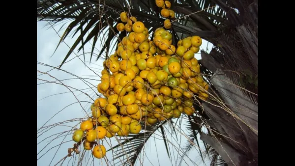 Butiá fruto exquisito de la palmera yatai nace de una leyenda guaraní